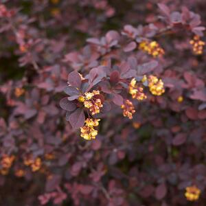 Berberis thunbergii 'Atropurpurea'