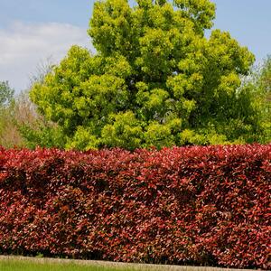 Berberis thunbergii 'Atropurpurea'
