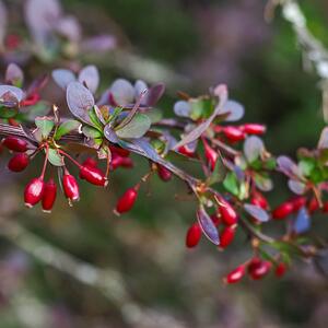 Berberis thunbergii 'Atropurpurea'