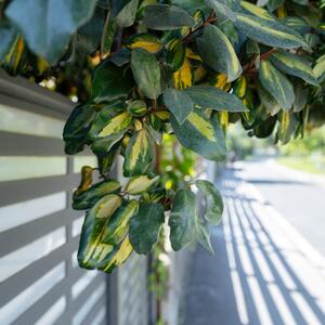 Elaeagnus ebbingei Viveleg