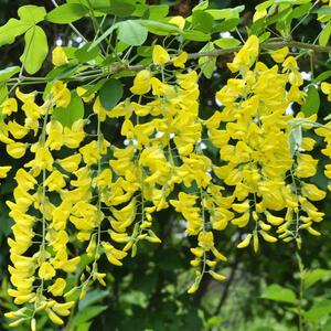 Caragana arborescens