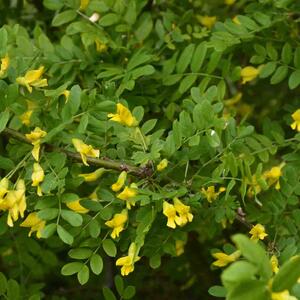 Caragana arborescens