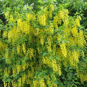 Caragana arborescens