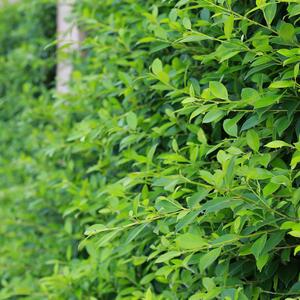 Ligustrum ovalifolium