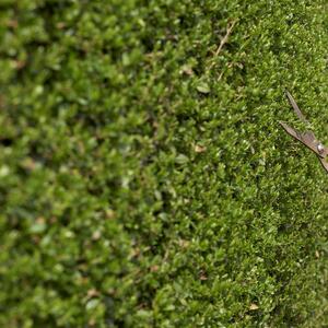 Ligustrum ovalifolium