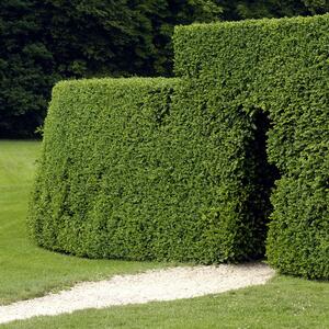 Ligustrum ovalifolium