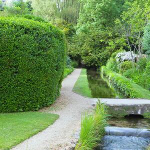 Ligustrum ovalifolium