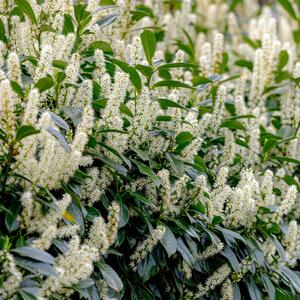 Prunus laurocerasus Genolia Mariblon