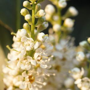 Prunus laurocerasus Etna