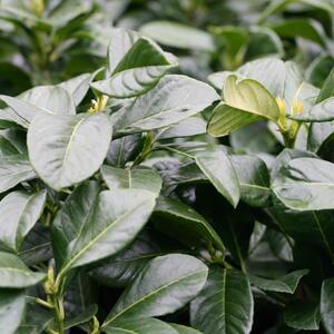 Prunus laurocerasus Etna