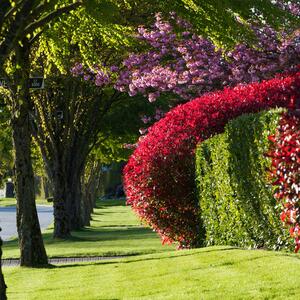 Photinia fraseri Carre Rouge