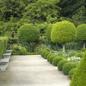 Prunus lusitanica Angustifolia