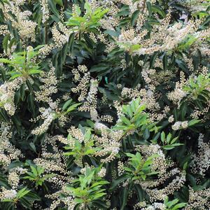 Prunus lusitanica Angustifolia