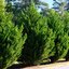 mit Ballen/im Topf Cupressocyparis leylandii