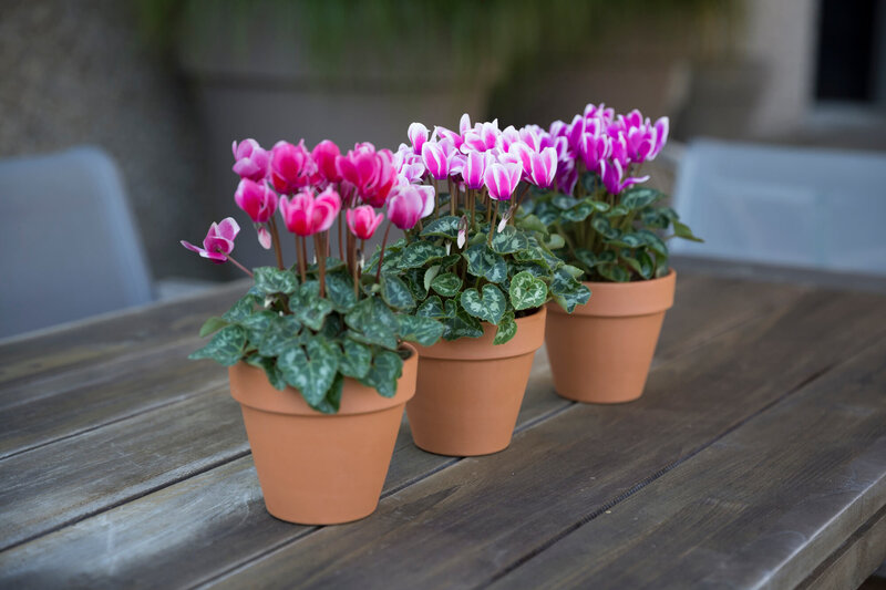 Cyclamen persicum