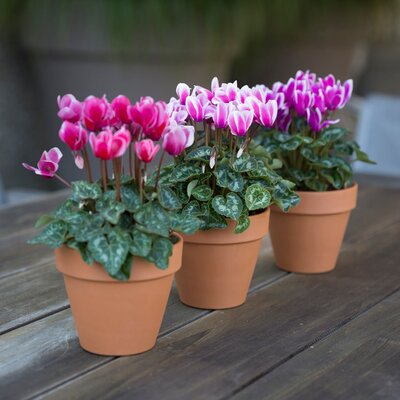 Cyclamen persicum