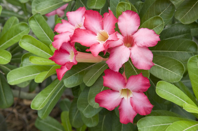 Adenium obesum