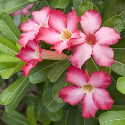 Adenium obesum