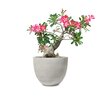 Adenium obesum