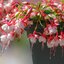 Fuchsia - Hybride peltatum