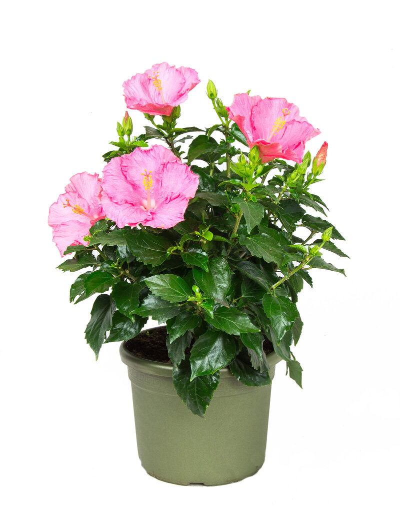 Hibiscus rosa-sinensis