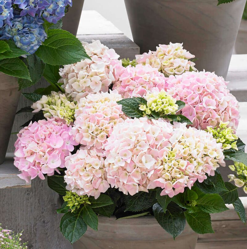 Hydrangea macrophylla Soft Pink Salsa