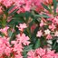 22 cm Topf, rosa Nerium oleander