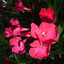 15 cm Topf, rot Nerium oleander