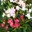 15 cm Topf, Trio Nerium oleander
