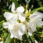 15 cm Topf, weiß Nerium oleander