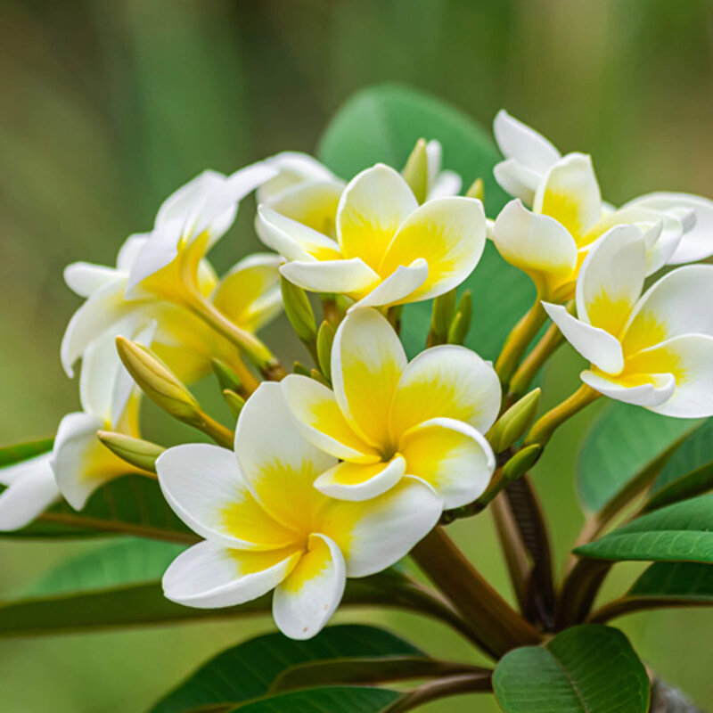 Plumeria