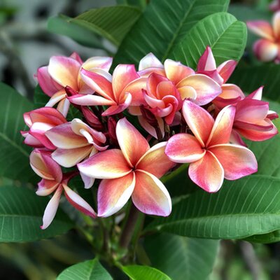 Plumeria