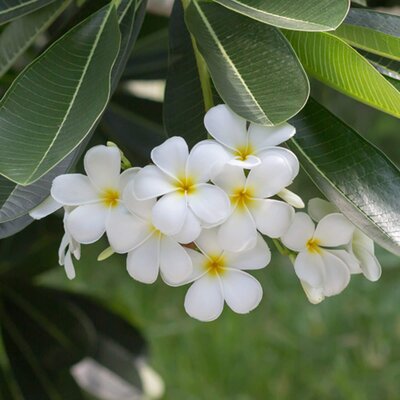 Plumeria