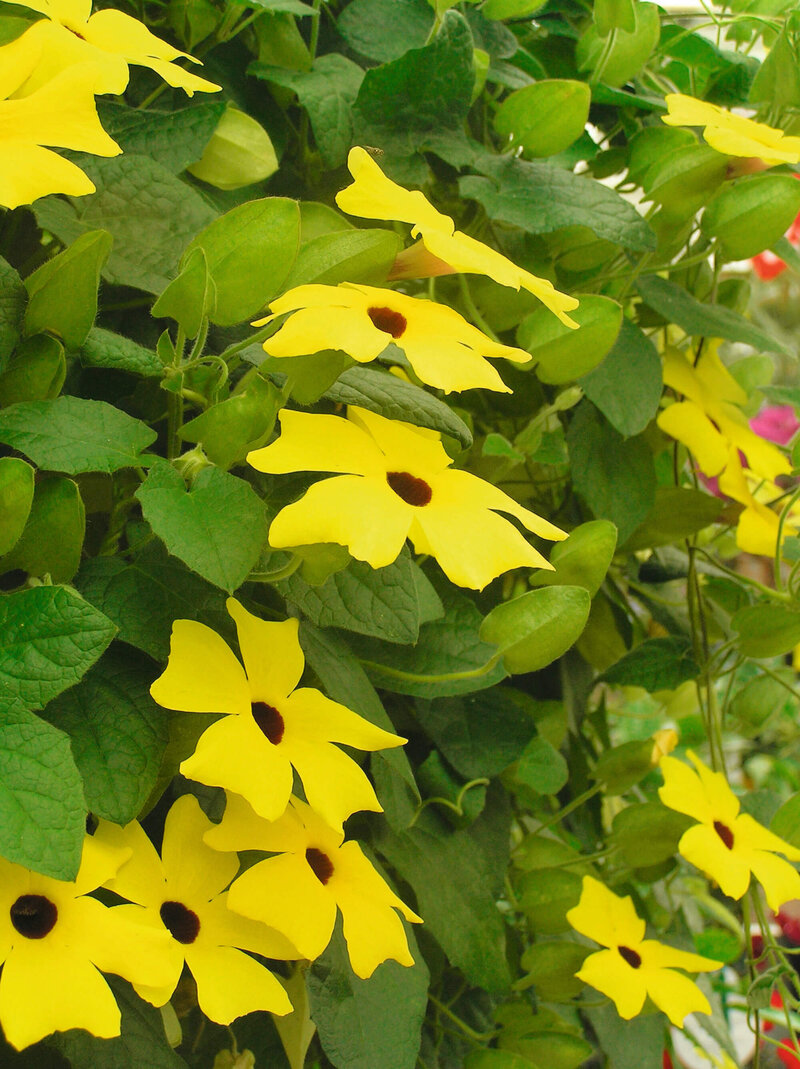 Thunbergia alata