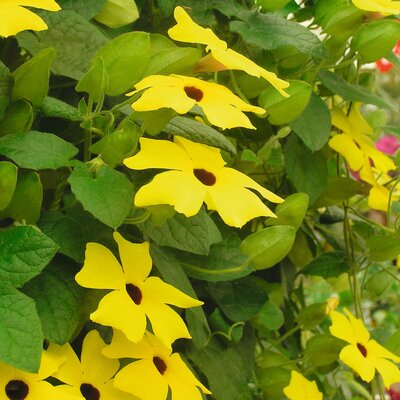 Thunbergia alata
