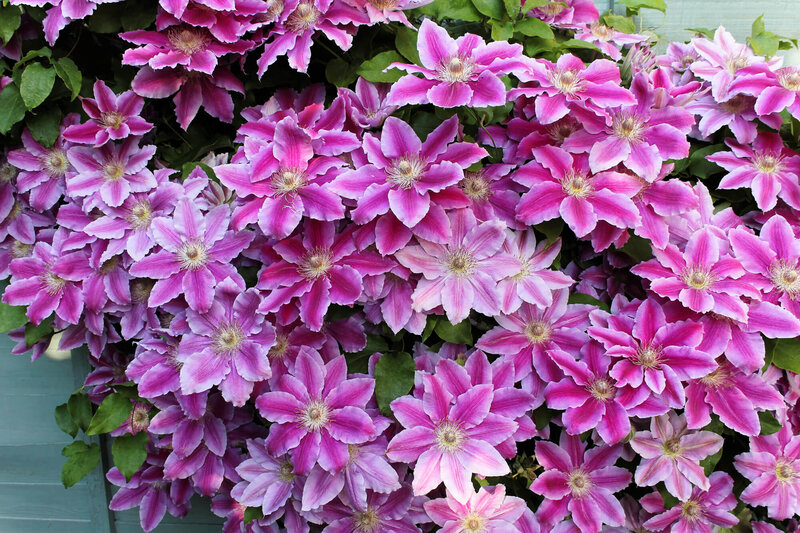Clematis 'Dr. Ruppel'