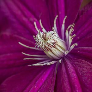 Clematis 'Niobe'