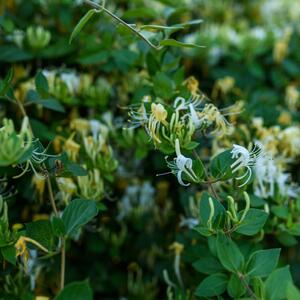 Lonicera periclymenum 'Graham Thomas'