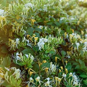 Lonicera periclymenum 'Graham Thomas'