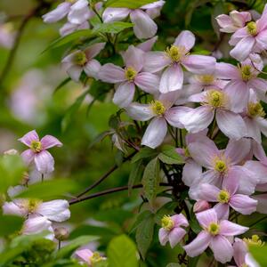 Clematis montana 'Fragrant Spring'