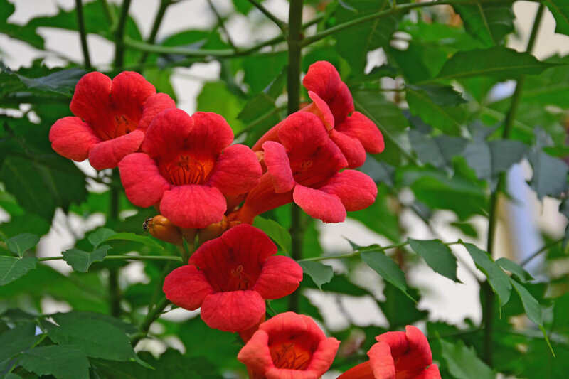 Campsis radicans Flamenco