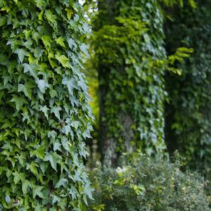 Hedera hibernica