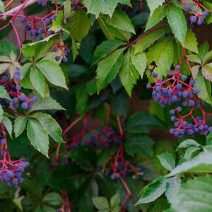 Parthenocissus quinquefolia Engelmannii