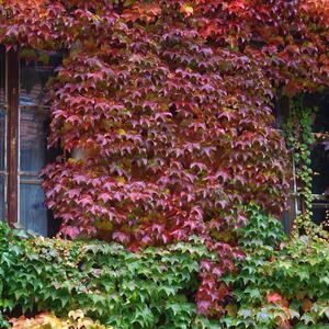 Parthenocissus tricuspidata Veitchii