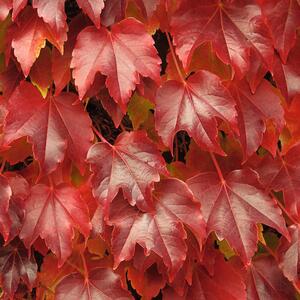 Parthenocissus tricuspidata Veitchii