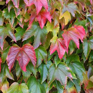 Parthenocissus tricuspidata Veitchii