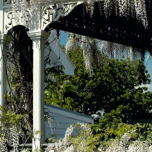 Wisteria floribunda Longissima Alba