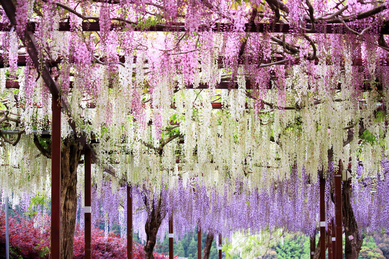 Wisteria floribunda Rosea