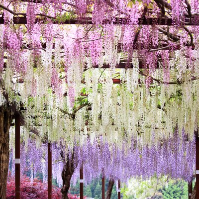 Wisteria floribunda Rosea