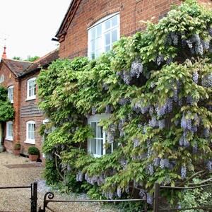 Wisteria floribunda Naga Noda